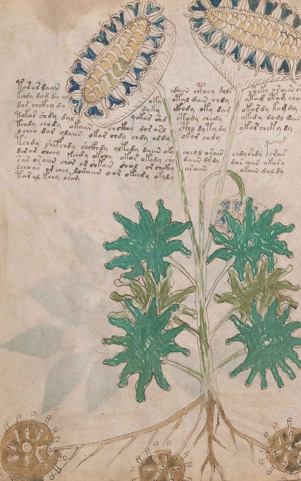 Dünyanın en gizemli kitabı Voynich El Yazması deşifre oldu seks tavsiyesi olay oldu - Sayfa 2