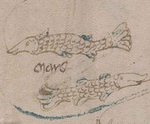 Dünyanın en gizemli kitabı Voynich El Yazması deşifre oldu seks tavsiyesi olay oldu - Sayfa 4