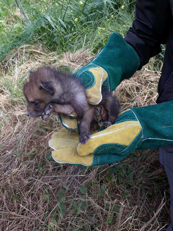 Trafik kazasında ölen tilkinin yavruları korumaya alındı - Sayfa 1