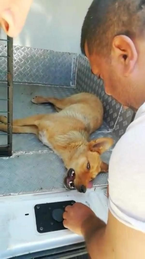 Zonguldak'ta ağzına çelik halka sıkışan köpeği AFAD ekibi kurtardı - Sayfa 4
