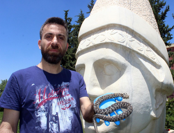 Nesli tehlikedeydi! Beyazbantlı dağ engereği Nemrut'ta ortaya çıktı - Sayfa 2