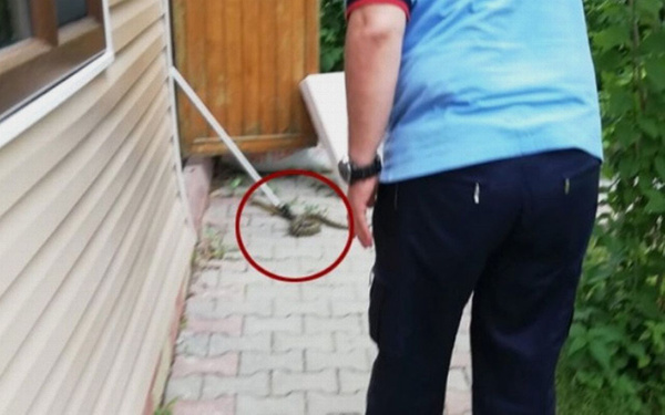 Yağışlardan sonra Ankara'yı yılanlar bastı! - Sayfa 1