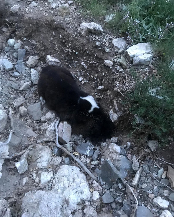 4 köpek telef oldu neden öldükleri sonradan ortaya çıktı - Sayfa 1