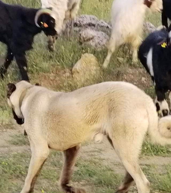 4 köpek telef oldu neden öldükleri sonradan ortaya çıktı - Sayfa 2
