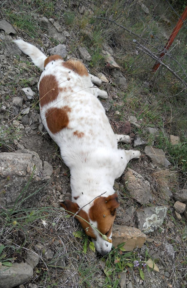 4 köpek telef oldu neden öldükleri sonradan ortaya çıktı - Sayfa 4