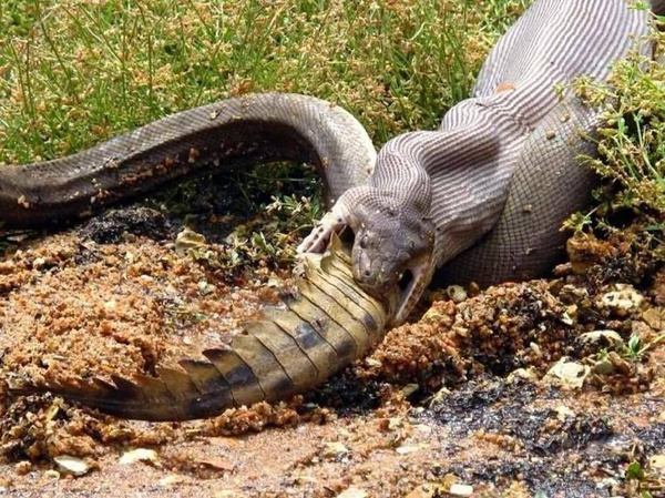 Piton timsahı canlı canlı yedi o anlar böyle kaydedildi - Sayfa 3
