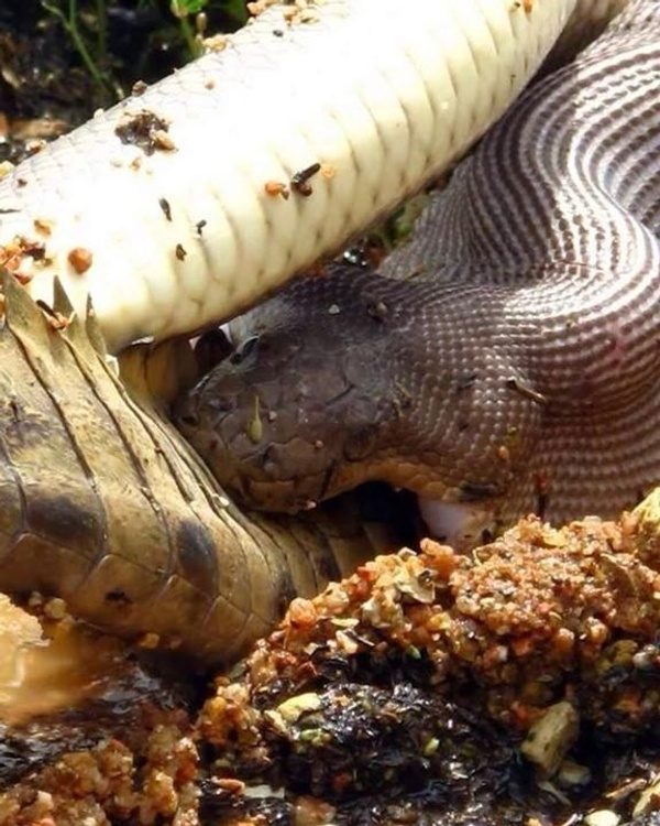 Piton timsahı canlı canlı yedi o anlar böyle kaydedildi - Sayfa 4