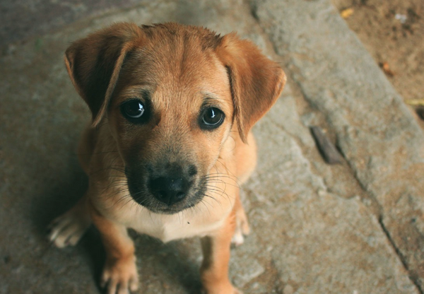 Bilim adamlarından köpeklerle ilgili şaşırtıcı araştırma! Meğer sonradan ortaya çıkmış - Sayfa 4