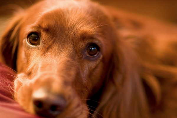 Bilim adamlarından köpeklerle ilgili şaşırtıcı araştırma! Meğer sonradan ortaya çıkmış - Sayfa 1