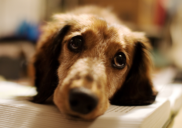 Bilim adamlarından köpeklerle ilgili şaşırtıcı araştırma! Meğer sonradan ortaya çıkmış - Sayfa 3