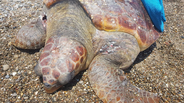 Antalya'da caretta caretta tüfekle vurularak öldürüldü - Sayfa 1