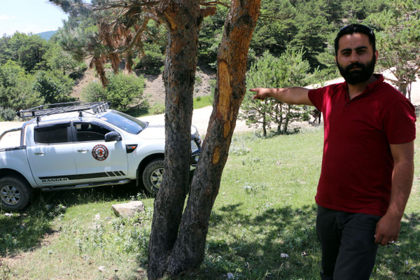 Tokat'ta yayladaki çam ağaçlarına zarar verilmesine tepki - Sayfa 4