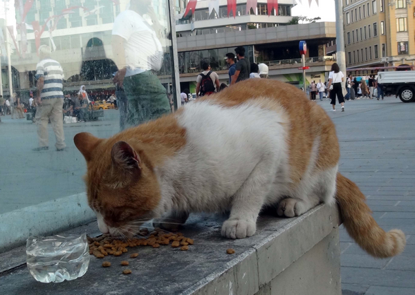İstanbul 40 derece sıcaklığı gördü! Turistler Taksim Meydanı'nda bakın nasıl önlem aldı - Sayfa 4