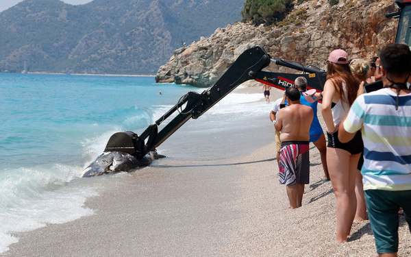 Muğla Fethiye'de ölü balina kıyıya vurdu - Sayfa 4