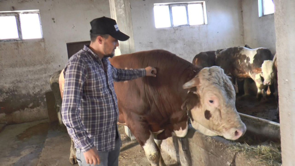 Hiperaktif tosun kamyon kasasından böyle atladı! O anlar kamerada - Sayfa 2
