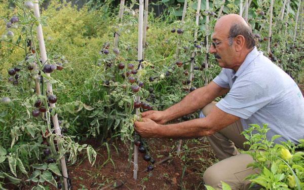 Mersin'de bu domatesleri gönüllüler yetiştiriyor rengini görenler şaşırıyor - Sayfa 4
