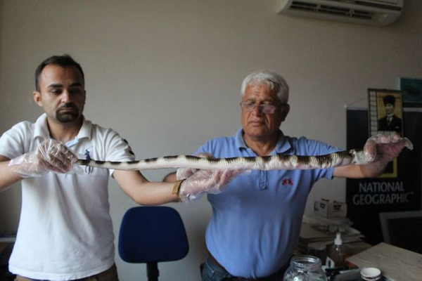 Atlas Okyanusunu geçen eğerli yılan balığı Antalya'da ortaya çıktı! - Sayfa 4