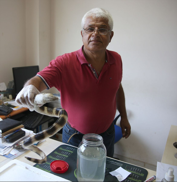Atlas Okyanusunu geçen eğerli yılan balığı Antalya'da ortaya çıktı! - Sayfa 2