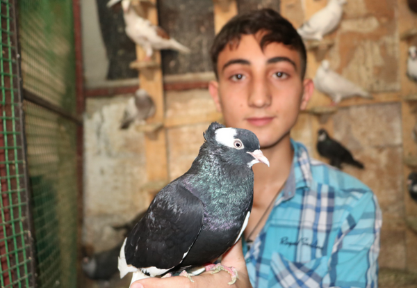 Şanlıurfa'da tanesi 600 TL! İki gözü de farklı renkte olan güvercin Van kedisine rakip - Sayfa 2