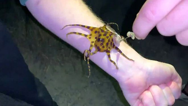 30 insanı aynı anda öldürebilen ahtapotu çıplak teninde gezdirdi - Sayfa 2