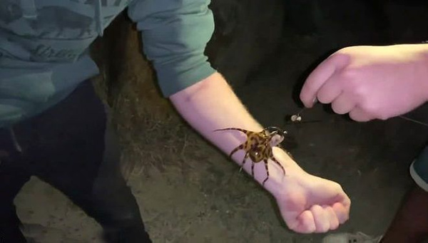 30 insanı aynı anda öldürebilen ahtapotu çıplak teninde gezdirdi - Sayfa 1