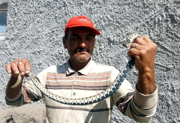 İnanılmaz olay! 200 lira karşılığında eve girdi ve zehirli yılanı.. - Sayfa 1
