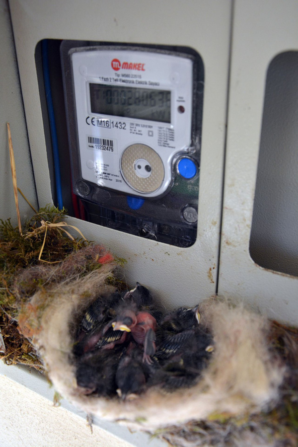 Ordulu kadının örnek duyarlılığı! Kuş elektrik saatine yuva yapınca elektriği kesti! - Sayfa 3