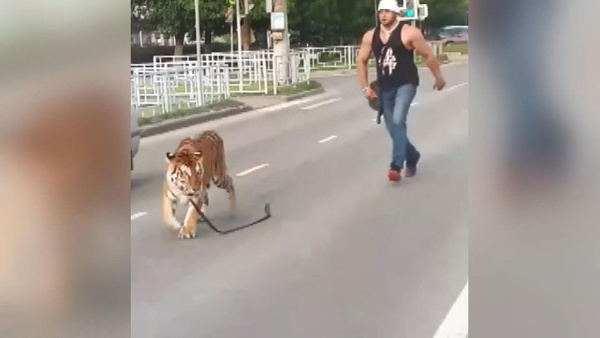 Rusya’da akılalmaz olay Kaplan otomobilden atladı - Sayfa 1