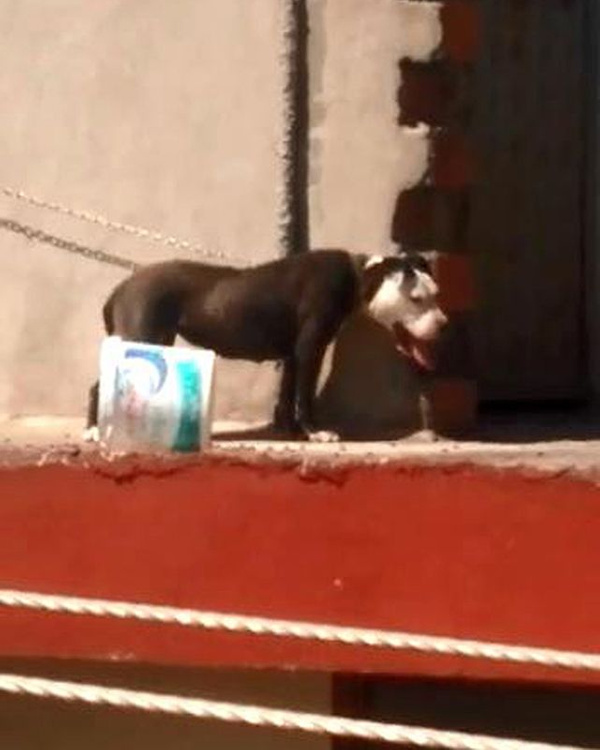 Köpeği sıcaktan öldü! Sahibine 7 bin 802 lira ceza kesildi - Sayfa 2