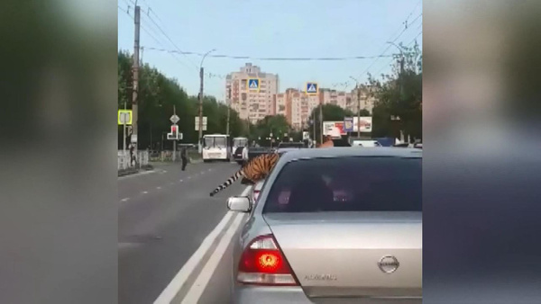 Rusya’da akılalmaz olay Kaplan otomobilden atladı - Sayfa 4