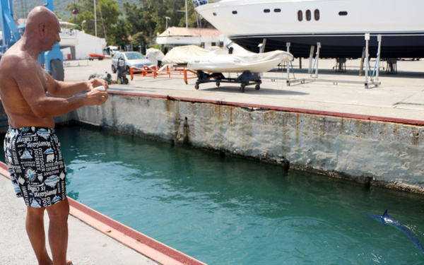 Mavi yelken balığı Antalya Kemer'de görüntülendi! Dünyanın en hızlısı - Sayfa 2