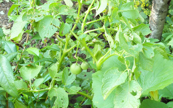 Bilecik'te ekilen patatesleri içinden domates çıktı - Sayfa 5