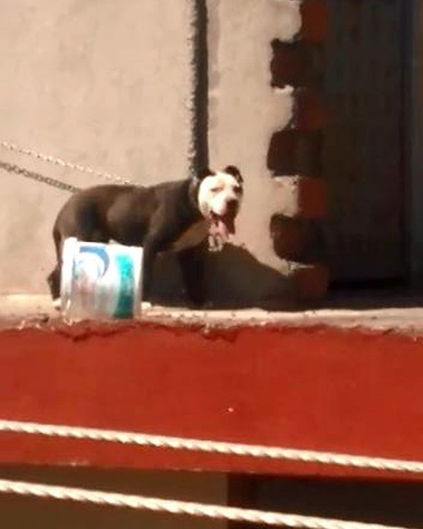 Köpeği sıcaktan öldü! Sahibine 7 bin 802 lira ceza kesildi - Sayfa 1