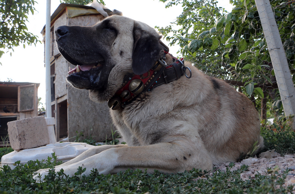 Köpeğin yavruları daha doğmadan satılığa çıktı! Bir köpeğe 20 bin liralık teklif yapan bile var - Sayfa 1