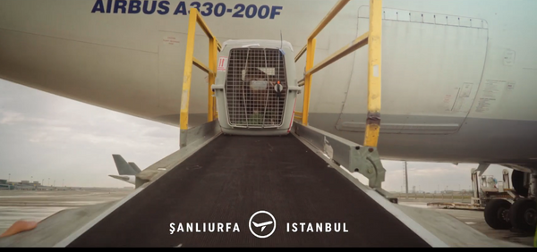 Şanlıurfa'da bitkin düşmüştü! Nesli tükenmekte olan akbaba evine geri döndü - Sayfa 4