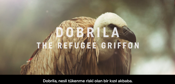 Şanlıurfa'da bitkin düşmüştü! Nesli tükenmekte olan akbaba evine geri döndü - Sayfa 2