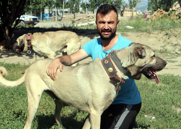 Köpeğin yavruları daha doğmadan satılığa çıktı! Bir köpeğe 20 bin liralık teklif yapan bile var - Sayfa 3