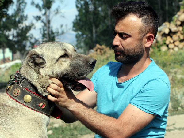 Köpeğin yavruları daha doğmadan satılığa çıktı! Bir köpeğe 20 bin liralık teklif yapan bile var - Sayfa 2