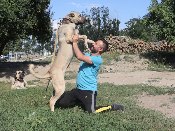 Köpeğin yavruları daha doğmadan satılığa çıktı! Bir köpeğe 20 bin liralık teklif yapan bile var - Sayfa 4