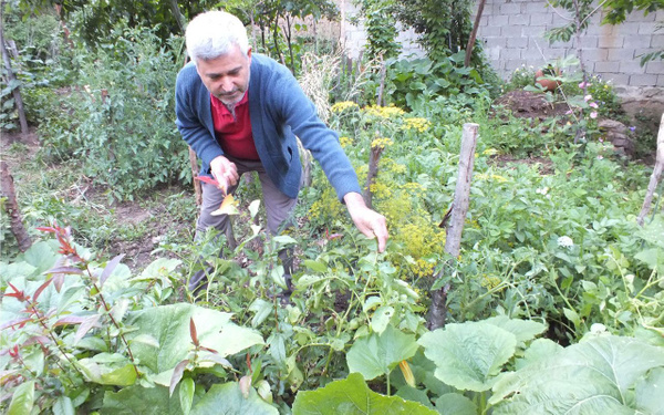 Gözlerine inanamadılar! Ektikleri patatesler domates verdi - Sayfa 1
