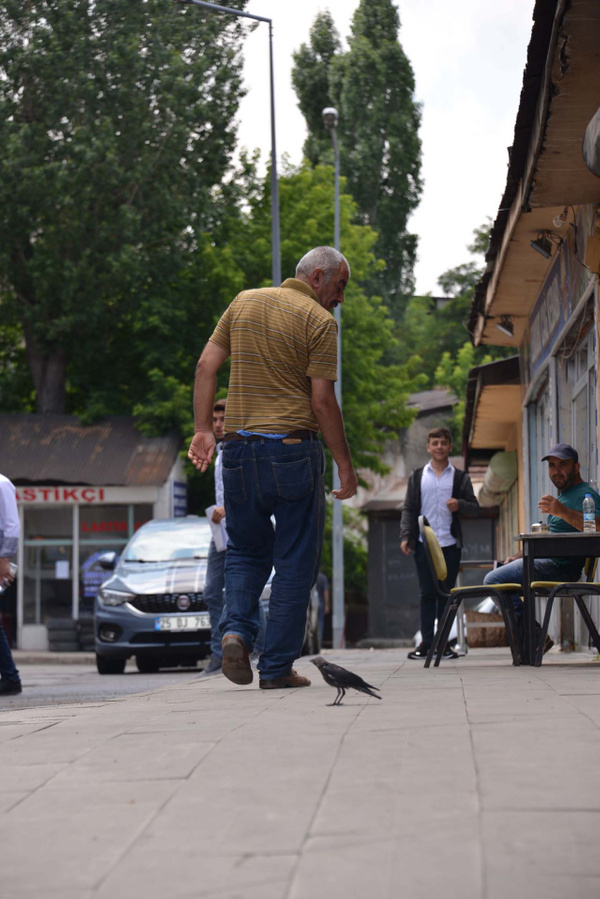 Erzurum'da kargayı kedinin elinden kurtardı! Şimdi yanından ayrılmıyor - Sayfa 3