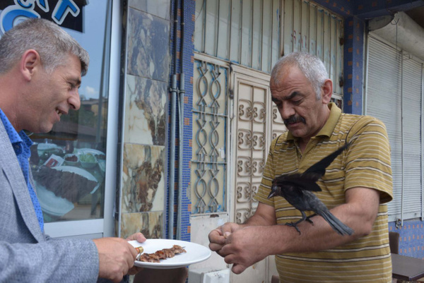 Erzurum'da kargayı kedinin elinden kurtardı! Şimdi yanından ayrılmıyor - Sayfa 1