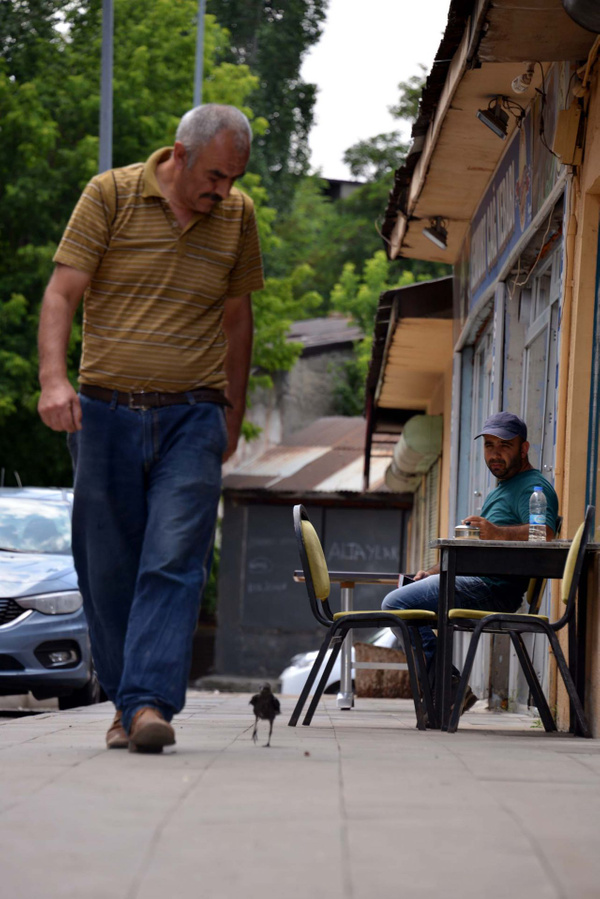 Erzurum'da kargayı kedinin elinden kurtardı! Şimdi yanından ayrılmıyor - Sayfa 2