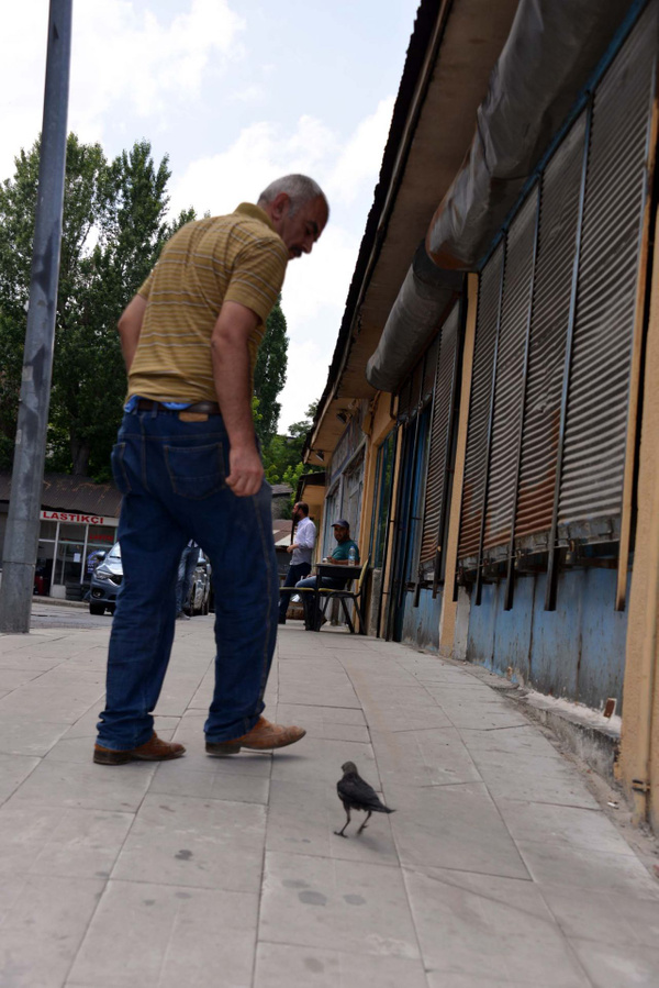 Erzurum'da kargayı kedinin elinden kurtardı! Şimdi yanından ayrılmıyor - Sayfa 4
