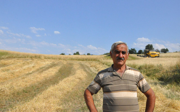 Kastamonu'da genetiği bozulmayan tek buğday türü siyezin hasadı başladı - Sayfa 2
