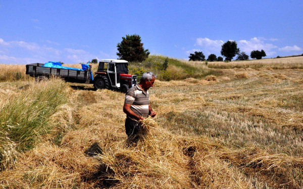 Kastamonu'da genetiği bozulmayan tek buğday türü siyezin hasadı başladı - Sayfa 1