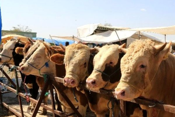 Uzmanlar Kurban Bayramı için uyardı kesinlikle yapmamanız gereken şey - Sayfa 2
