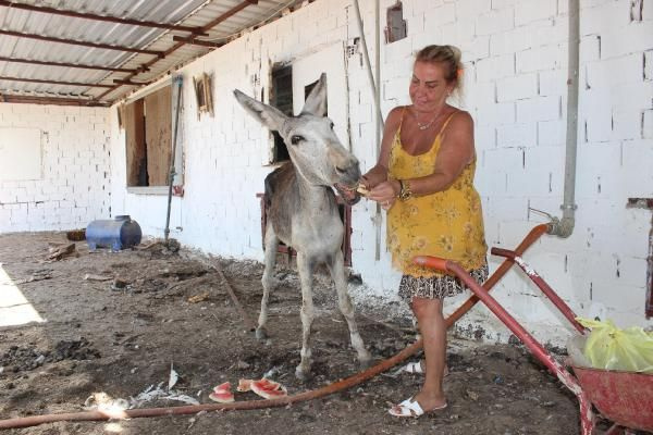 Şiddet gören eşeği sahiplendi, adına 'Elmas' dedi - Sayfa 2