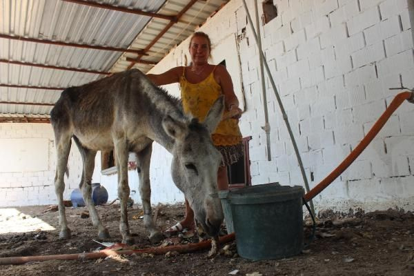 Şiddet gören eşeği sahiplendi, adına 'Elmas' dedi - Sayfa 3