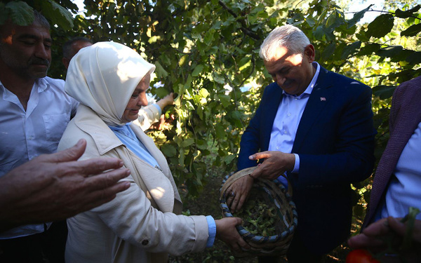 Binali Yıldırım fındık bahçesinde fındık topladı - Sayfa 1